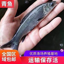 螺丝青鱼鱼苗淡水螺蛳青鱼苗食用黑皖鱼养殖灰草鱼乌皖鱼乌青大青