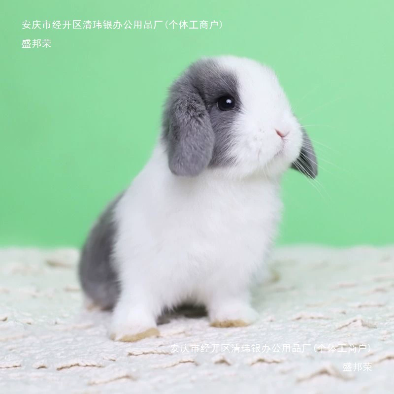 Карлик Лоббулинг ухо мини прическа милый живой кролик голландский уклон Frost White-ears живет маленьким питомцам