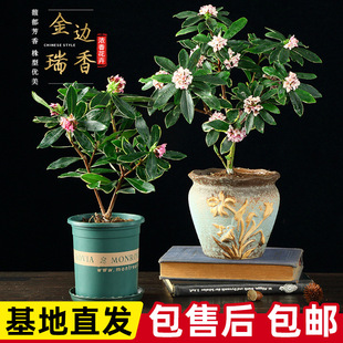 2025��Ʒ��߅���㎧�������� �҃�ֲ����������㻨���Ϙ��辰