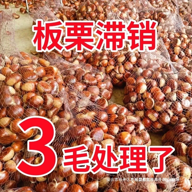 Fresh Dandong Chestnuts, Fresh Chestnuts, Tender Large Chestnuts, Wild Chestnuts, Qianxi Chestnuts, Oil Chestnuts Fresh Dandong Chestnuts, Fresh Chestnuts, Tender Large Chestnuts, Wild Chestnuts, Qianxi Chestnuts, Oil Chestnuts