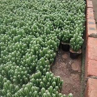 Succulent Plant for Indoor Office Desktop Nordic Style Cactus Green Plant Small Potted Cactus