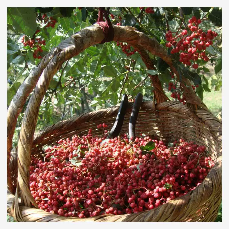 Семена перца Сычуань, семена перца дерева, семена перца Дахунпао, семена перца Сычуань, семена перца