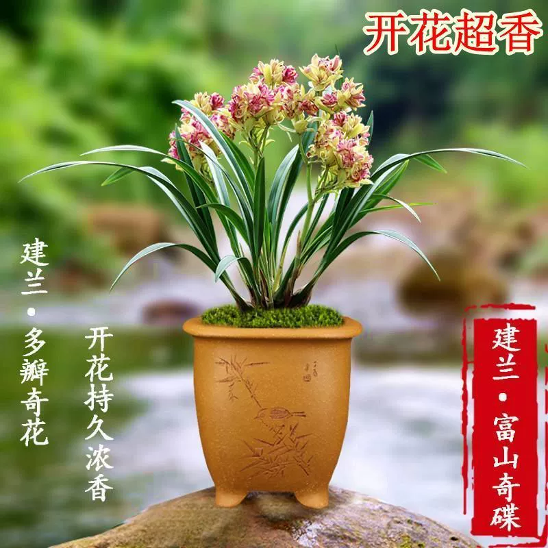 Event Toyama Qidie Красочная изысканная орхидея цветет в любое время года и очень ароматна