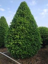 火山榕 金钱榕 绿篱花苗 榕树 中山绿植灌木基地批发