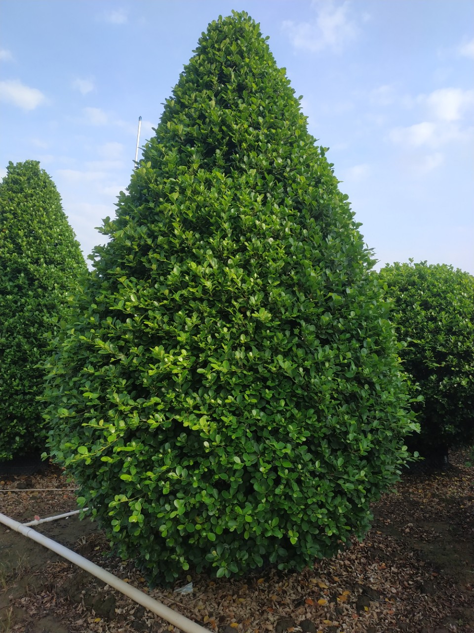 火山榕 金钱榕 绿篱花苗 榕树 中山绿植灌木基地批发