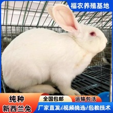 现货批发纯种新西兰兔活体家养新西兰种兔纯白兔繁殖新西兰肉兔