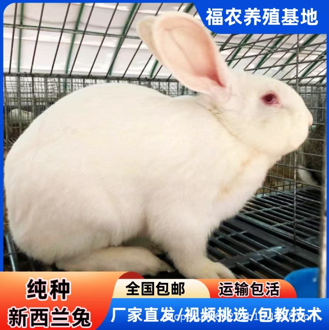 大型新西兰肉兔种兔繁育基地