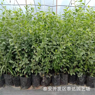 �����{ݮ�� �����{ݮ�����l�r�� �����{ݮ�� 3���{�S�{ݮ�����