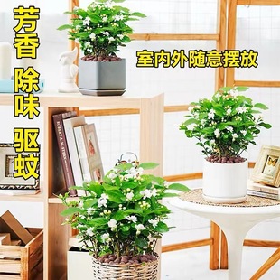 ��ֲ���҃��������������ˮ�_�����ļ��d�ӻ��Ϙ������㻨���G