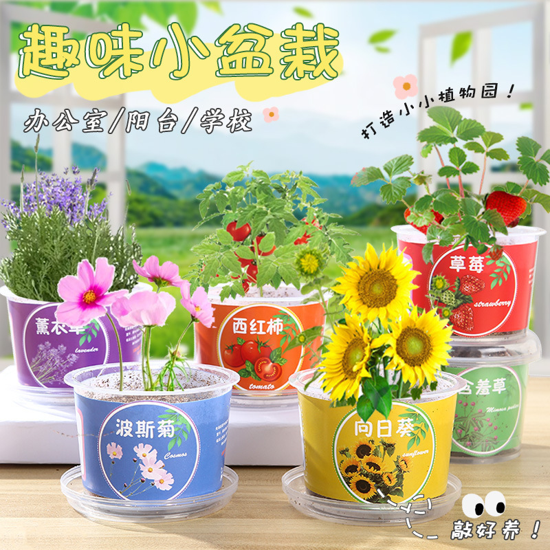 Creative Kidsren's Fruit and Vegetable Small Potted Plants Student Mini Desktop Potted Plants Kindergarten Science Experiment Fruit and Vegetable Planting Cup