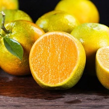 新鲜夏橙多规格  当季水果现摘脐橙冰糖果冻手剥甜橙【H30】