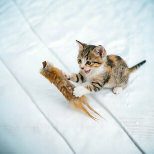 2026��ëβ����ë�x�`����ζ؈���S����������˽␞������β�l