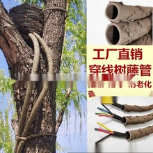 �ܷ��b�֦�����ٗl���Ĵ�����늾����Ϙ�Ƥ��ľ���ٸɷ¹��@