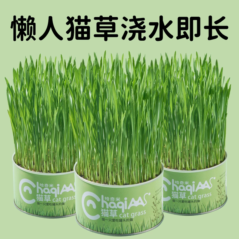 Консервированная кошачья трава ленивые люди выращивают кошачьи травы горшки пшеничные посеянные меховые шарики кошачья мята домашние кошки закуски оптовая продажа