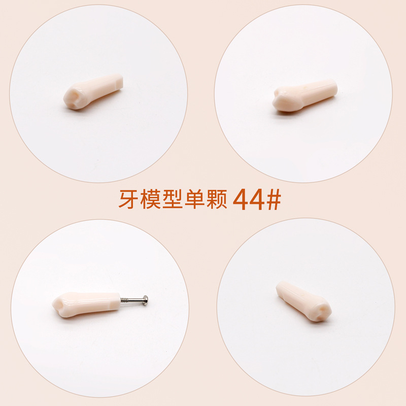 Práctica dental resina de partículas dentales dispersa simulación de partículas dentales de resina dientes aislados dientes enteros 28 / 32 partículas dentales