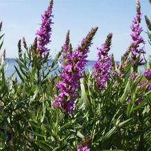 ǧ���˷N��ˮ�R���������޸���ͥԺ�����ͺ����Ѳ��ѻ���ˮ���ͺ�