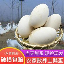 儿童农家地道土鹅蛋新鲜特大土鹅蛋食用孕妇宝宝现捡现发
