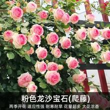 �ٱ��¼������ɫ��ɳ��ʯ���ٴ����л����ش��Nޱֲ���ļ��_��