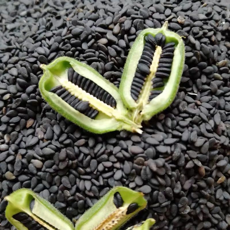 黑芝麻批发今年农家自种熟100克500克炒熟生即食源头工厂一件批发