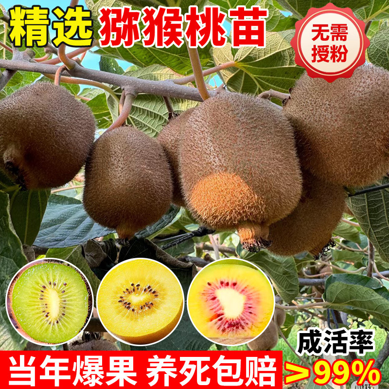 猕猴桃树果苗红心软枣徐香弥猴桃苗公母同株南方北方奇异果猕猴苗