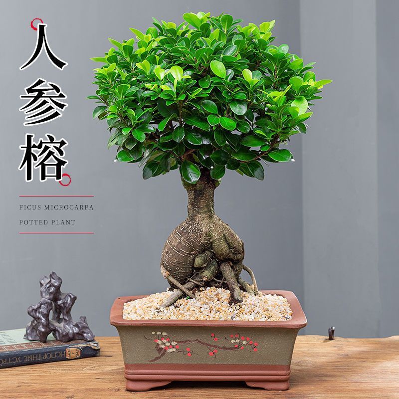 Ginseng Banyan Potted Green Plant with Roots, Old Pile Money Tree, Money Tree Shape, Small Leaf Banyan Tree Bonsai Plant, Money Banyan
