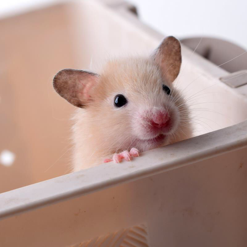 苍鼠活物 宠物 一对一只已打疫苗可爱小奶牛眼圈虎纹情侣仓鼠包邮