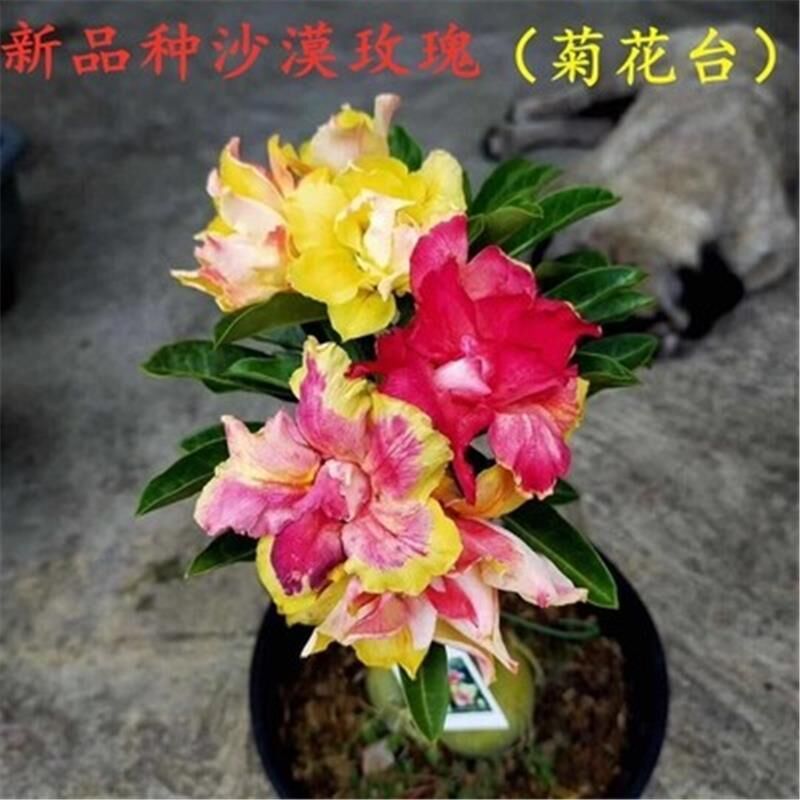 # 28 국화대 - 사막(3년생 모종) 같은 해에 피어난다