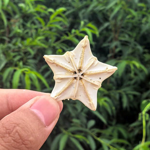 夏津县辰熙电商服务商行