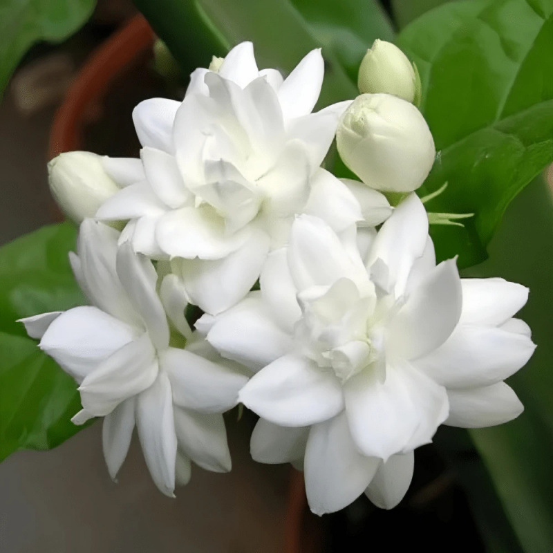 L 55780 Flower Potted Seeds Cross-Border Foreign Trade Dropshipping and Fast Selling of Flower Pot Seeds