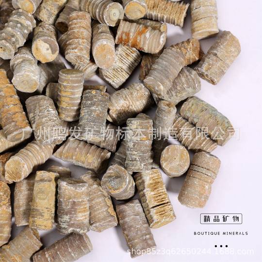 Mud plate natural sea lily stem fossil paleontology marine fossil plant insect fossil specimen Acanthosis