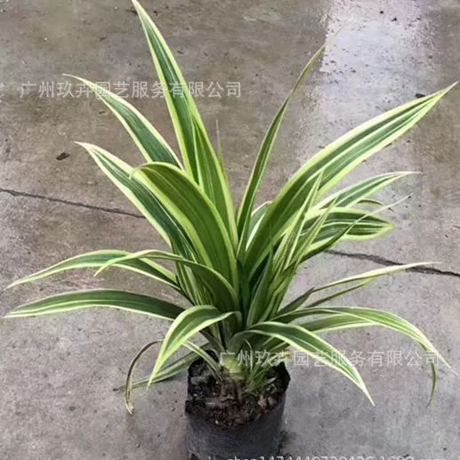 Пномпень Duli Пейзаж Растения Парк Пейзаж Сад Цветочная кровать Цветочное зеркало