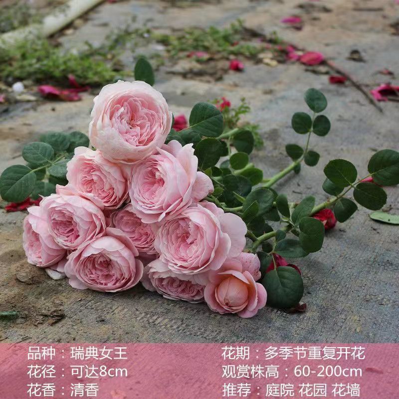 Flores de gran pila de rosas de rosa de temporada vieja, plantas de patio fragrantes, flores de balcón, flores de flores de rosa de rosa en todas las estaciones image 7