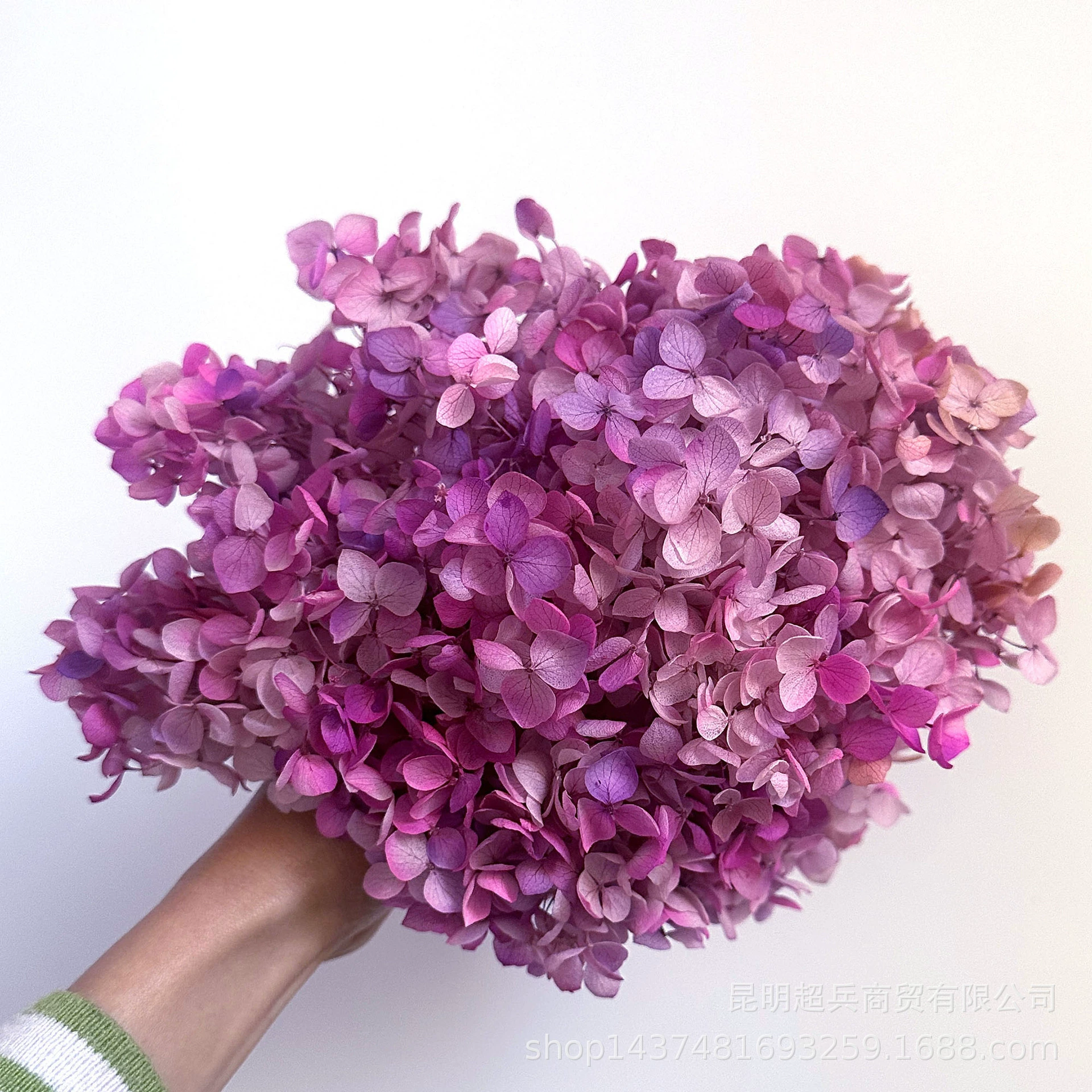 [Вечная Life Flower Hydrangea] Анна Градиентный цвет Лист Hydramid Книга цветов оптом DIY цветочная коробка материал для просмотра