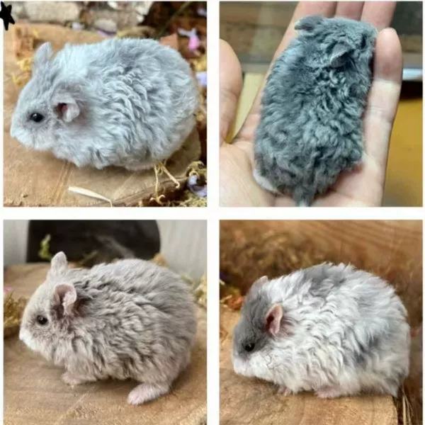 Curly Campbell Hamster Random