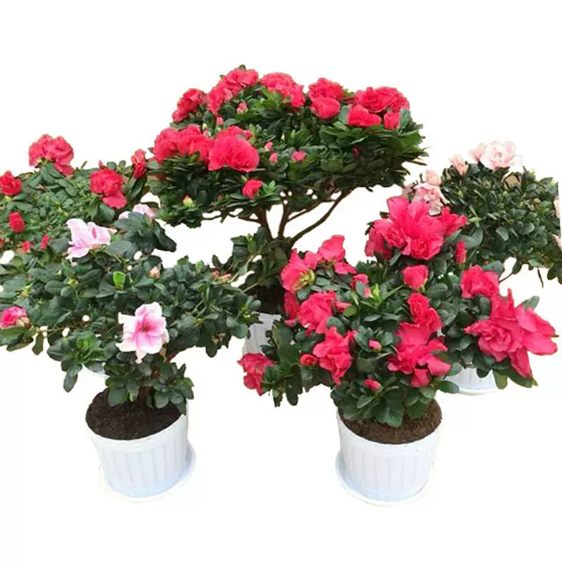 杜鹃花盆栽花卉植物室内花带苞大颗老桩四季开花鲜花好养易活绿植