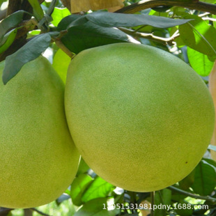 ̨���鶹�ĵ��ֶ�β�ĵ��t�����Ә����ϱ���ͥԺ���Լ޽Ӯ���Y��