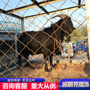 ���� ��ɽ����� ���l���� ����ĸ�� �N����