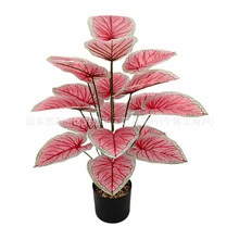 �羳��c����Gֲ�G�}�����~ ����Gֲ�����쾰���� �廨 �zӰ