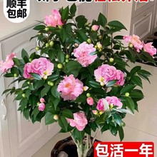 �軨ɽ�軨�������Ի��ܺ��B�Gֲ����ɫ�൤���ļ��_������NͥԺ