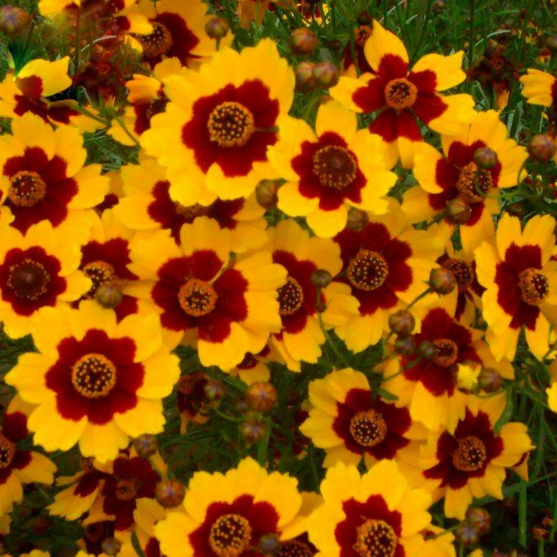 Змея Семена Хризантемы Тяньшань Снег Хризантема Озеленение Красивая Сельская местность Проект Семена цветов Декоративные Узколистные Дорога Пейзаж Семена цветов