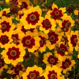 蛇目菊种子天山雪菊绿化美丽乡村工程花籽观赏狭叶道路景观花卉种