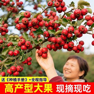 ������ֱ�l��ɽ高���޽Ӹ߮a�����t�Ӵ����ɽ髹���ͥԺ�ͺ�