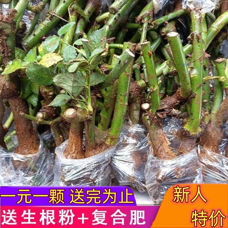 玫瑰花苗老桩四季开花室内阳台盆栽耐寒植物月季花种蔷薇花特大花