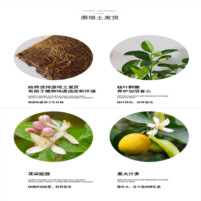 Perfume, árbol joven en maceta de limón con flores, flores comestibles con sabor a Luzhou, balcón, patio, pilas antiguas, resultados de la plantación