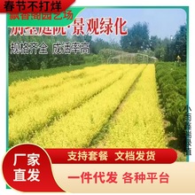 一件代发金叶小叶女贞树苗篱笆四季常青庭院植物绿化苗木耐旱耐阴