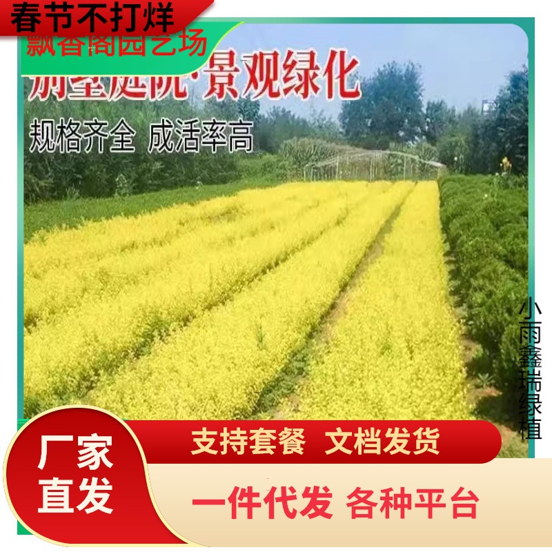 一件代发金叶小叶女贞树苗篱笆四季常青庭院植物绿化苗木耐旱耐阴