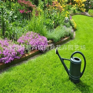 Creeping Bentgrass Seeds, Dwarf Cold-Resistant and Drought-Resistant Golf Lawn Seeds, Courtyard House Greening Grass Seeds