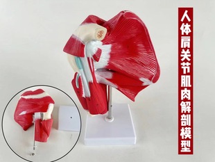 Adult human shoulder joint muscle movement organ anatomy ligament muscle activity rehabilitation training joint teaching chart