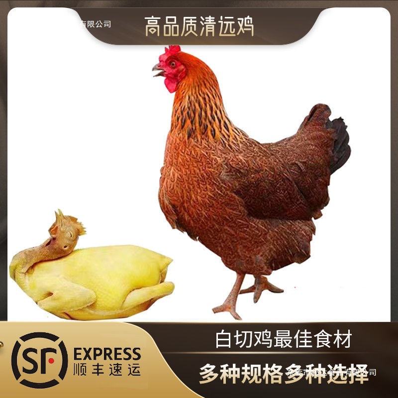 散养代发清远麻鸡鸡鸡走地鸡广东清远白切鸡黄油盐焗鸡椰子鸡烤鸡