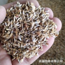 矢车菊种子 蓝芙蓉翠兰茘枝菊种子 四季易种多年生庭院花海种子